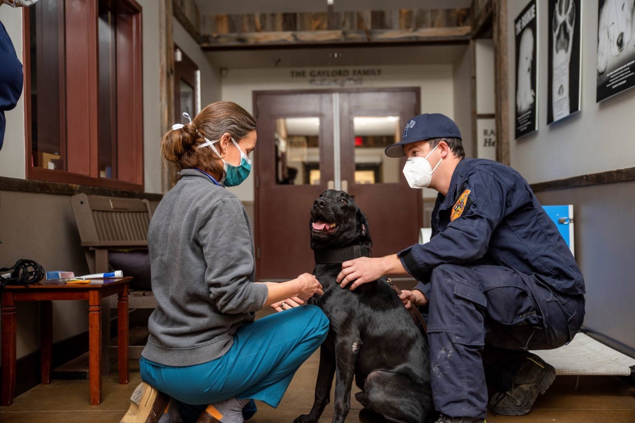 Two people kneeling down and attending to a black Labrador Retriever in the hallway of a veterinarian hospital. Both people wear surgical masks.