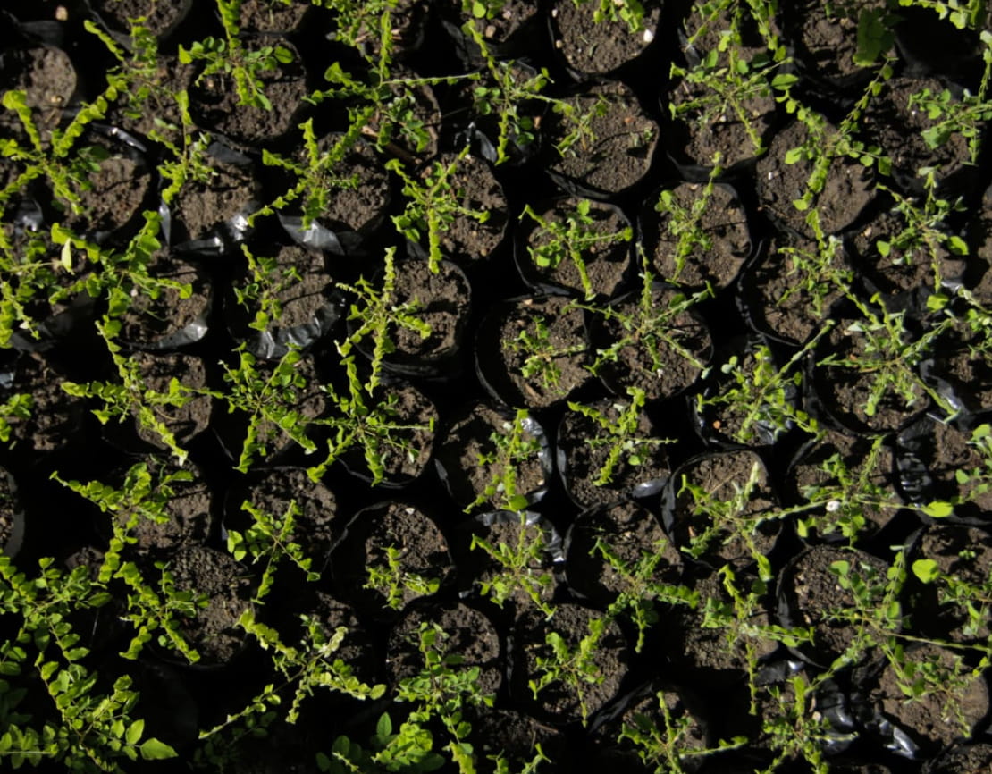 Dozens of tree seedlings planted in soil and separated by black plastic, as seen from above.
