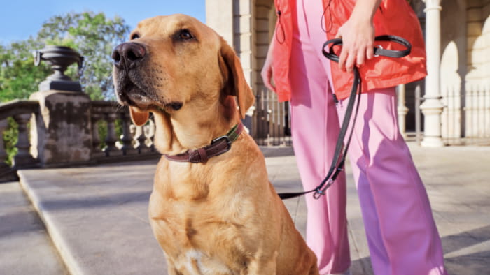 A golden Labrador retriever outside on a leash sitting in front of a person wearing pink pants and a red jacket.