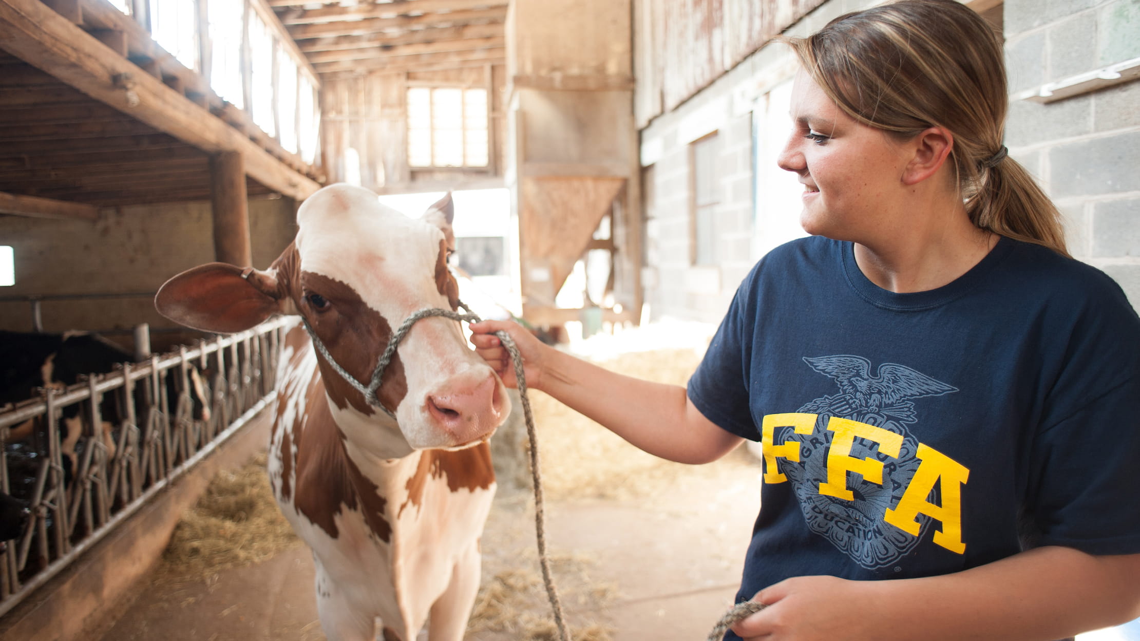 A person holding a rope harnesses a small brown and white cow inside a barn. They are wearing a blue shirt from the organization Future Farmers of America.