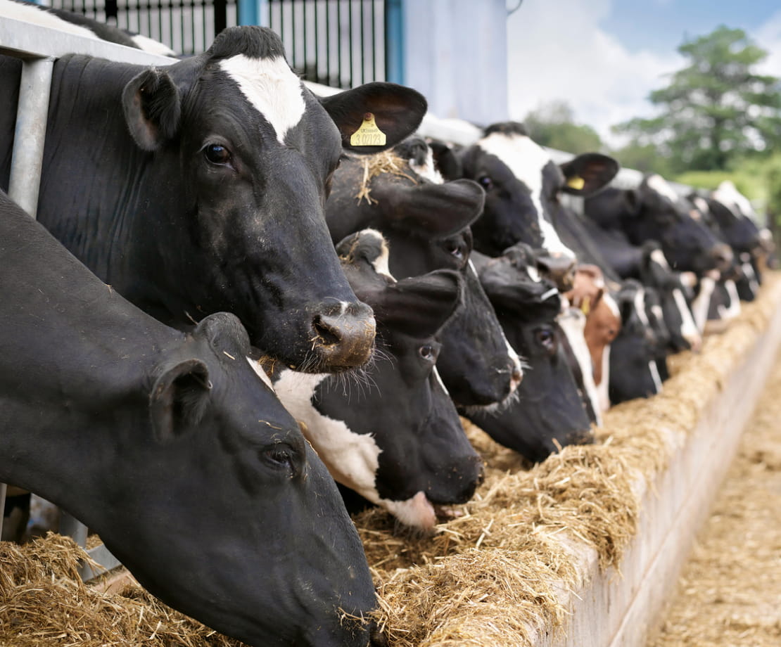 A long row of over a dozen cows eating hay outside in a feeding trough. Some of the cows have ears pierced with yellow identification tags.